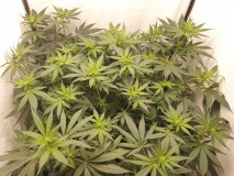 16253257337763345412623420571125