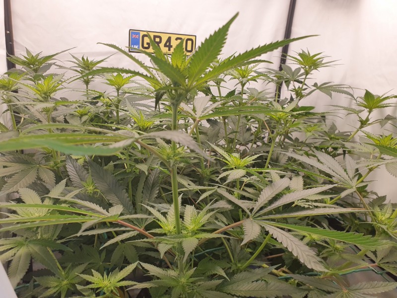 16253257592982748141604736112369