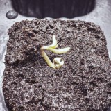 4268535_grow-journal-by-nzf710twenty20avenue-of-the-giants_m