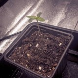 4281195_grow-journal-by-nzf710_m