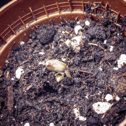 4290782_grow-journal-by-nzf710_m