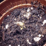 4290782_grow-journal-by-nzf710_m