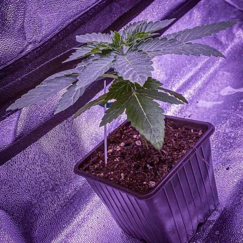 4340295_grow-journal-by-nzf710_m