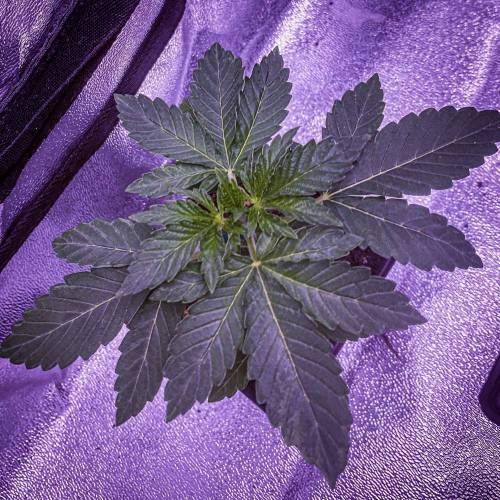 4340296_grow-journal-by-nzf710_m