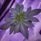 4340296_grow-journal-by-nzf710_m