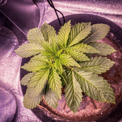 4347725_grow-journal-by-nzf710_m