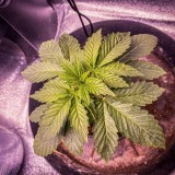 4347725_grow-journal-by-nzf710_m