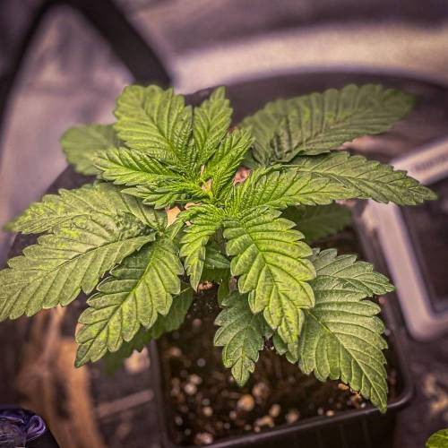 4364246_grow-journal-by-nzf710_m