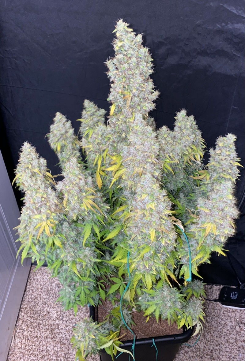 DDE7FEB6-5332-4DC4-B455-C4D93CE3CBF2