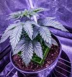 2B881CDE-98BE-4FD1-A545-1AA32500145B