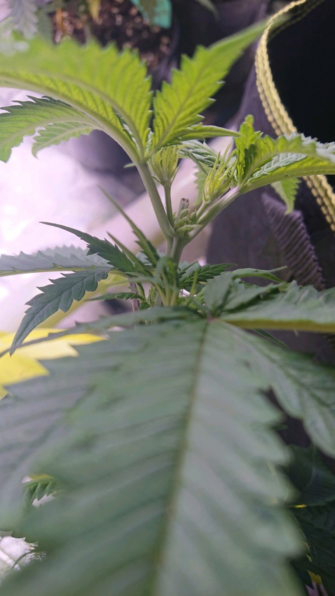 obscura1625574297763