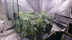 obscura1625574149026