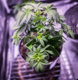 786277DF-CEDD-427E-827B-DE0FE5352453