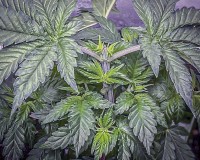 9D16A70D-FBA9-441A-8965-2E8A4EE15120