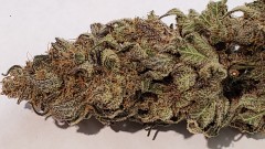 16257705463598653124825451581782