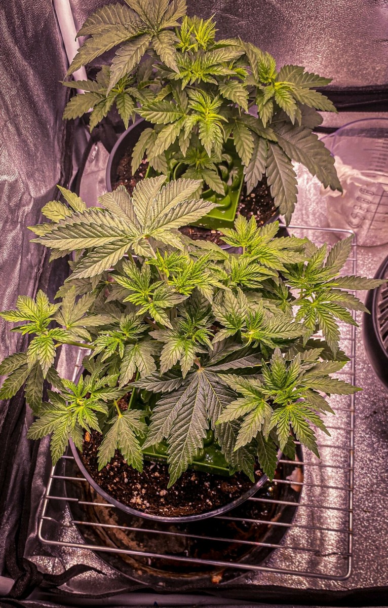 98C9BCD3-8524-4B1A-99FF-8FF9F1473A96