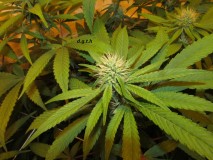 26 days in (7)
