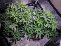 20509DE7-2640-4B15-891F-91F20EC502DA