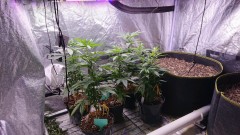 obscura1626786434593