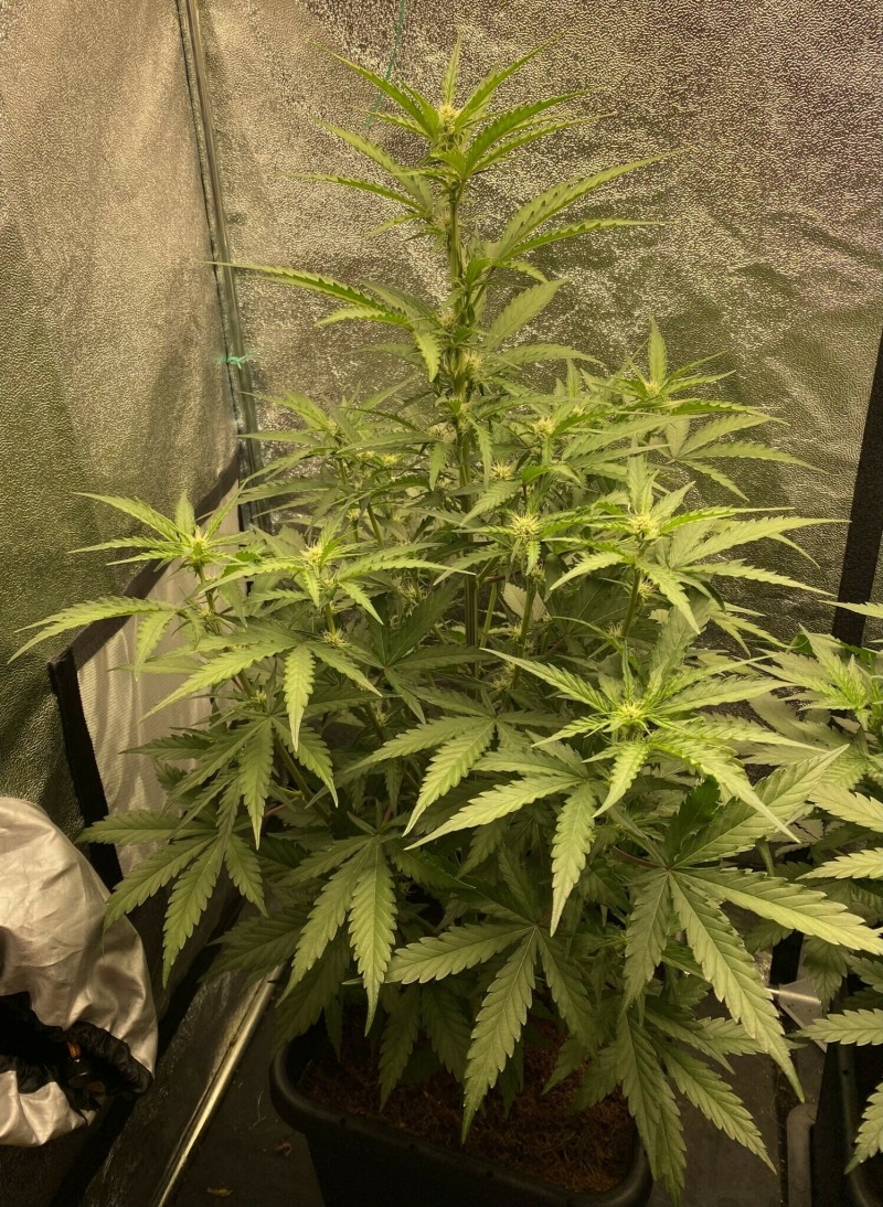 52A820D0-2FE1-4594-8913-E412A8BA56AA