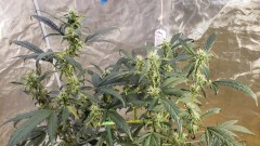 16269997286768329458732268154805