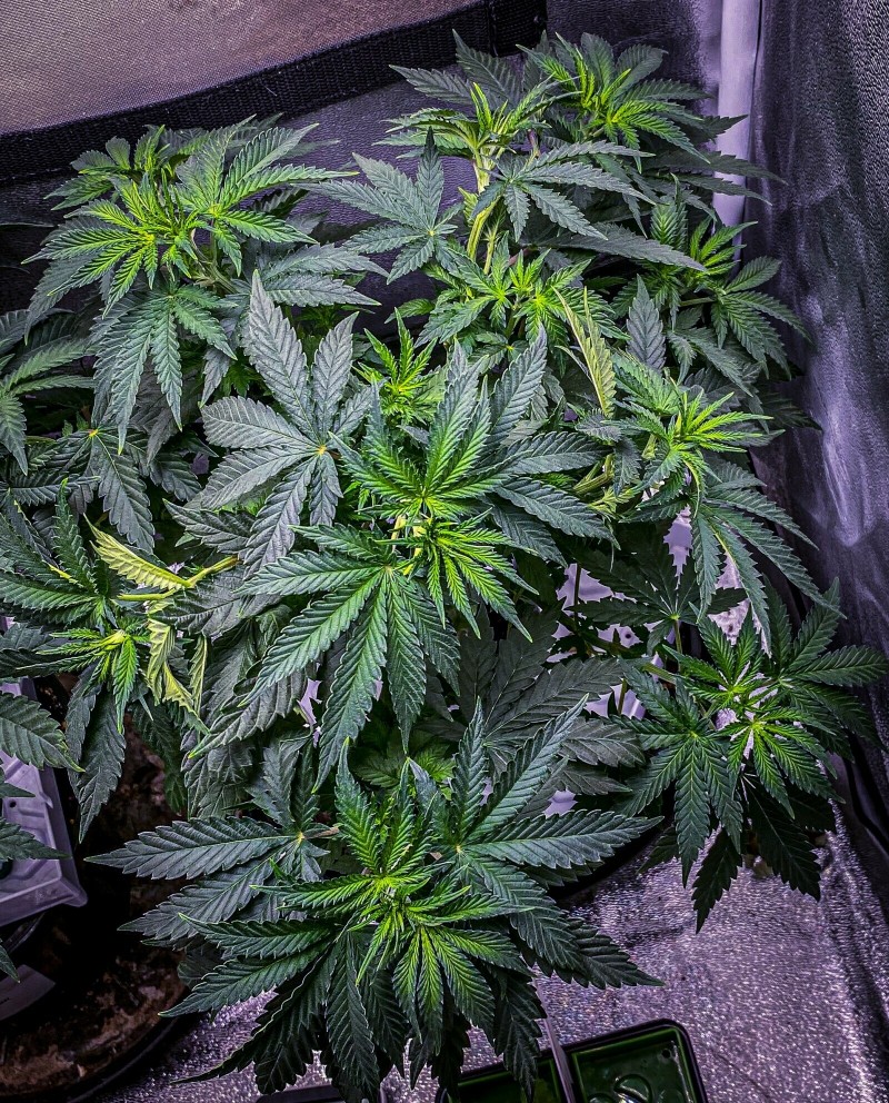 3C9CDBF8-AEB1-4EC7-ADD0-6F70666002BD