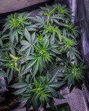 3C9CDBF8-AEB1-4EC7-ADD0-6F70666002BD