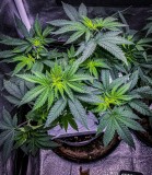 62F3123F-5B58-4008-95AF-F2304E1AC697