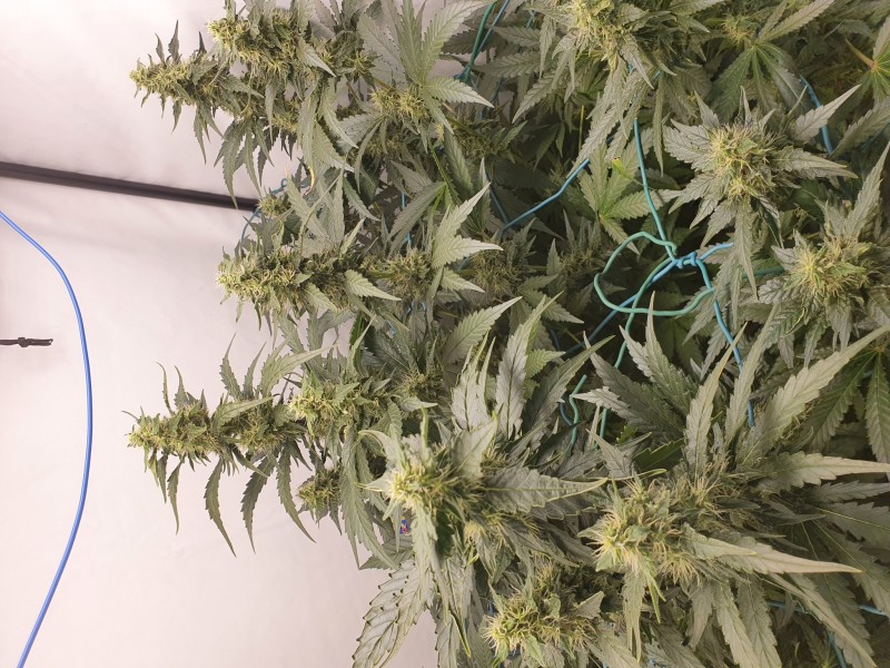 16273202360966565374316641367793