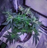 A9FC5FD5-2F57-4B39-A3EC-35D027A03816