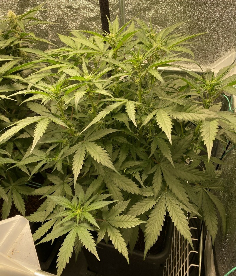 C0CF17CA-93F7-4100-87A6-541C408E71E5