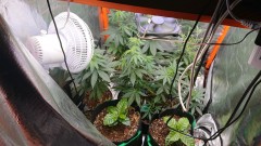 obscura1627566923427