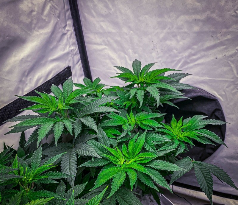 9E5253F4-AE2F-44B0-AC04-86193EC3B1C5