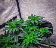 9E5253F4-AE2F-44B0-AC04-86193EC3B1C5