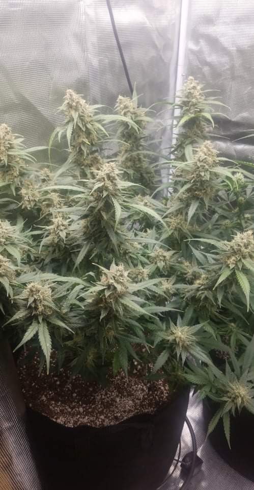 received_361965125315491