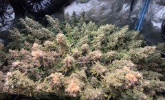 ABFEFB61-3235-4FF2-BAA0-D4C83DFAEA43