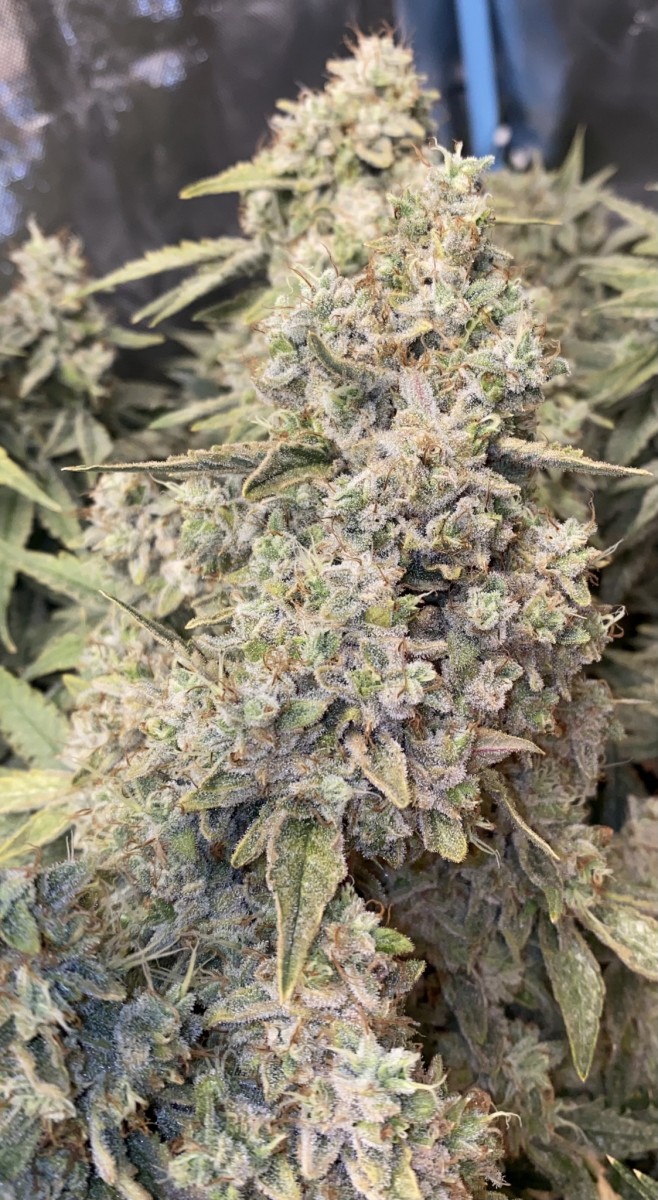 47198D0D-EAF7-4DD4-8EB8-276511315766