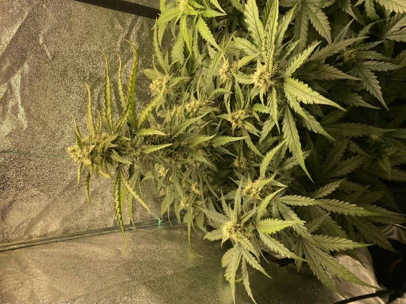 4D68B495-E48F-4FD8-9CA8-E247947F7AB3