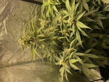 4D68B495-E48F-4FD8-9CA8-E247947F7AB3