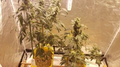 16281289623874268811376281727060