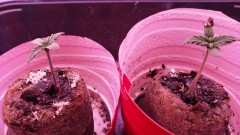 16282134630888478069180517414840