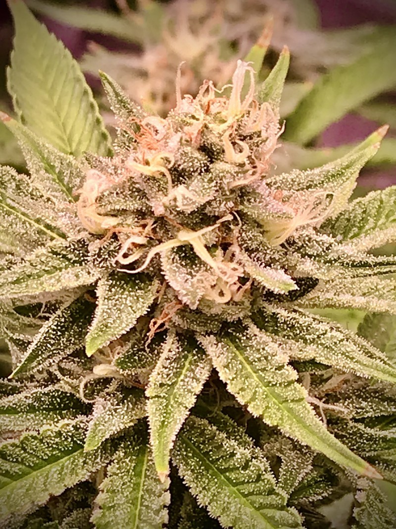 BDA8F286-9E1E-41CE-A10C-28EEF0EE3FA1