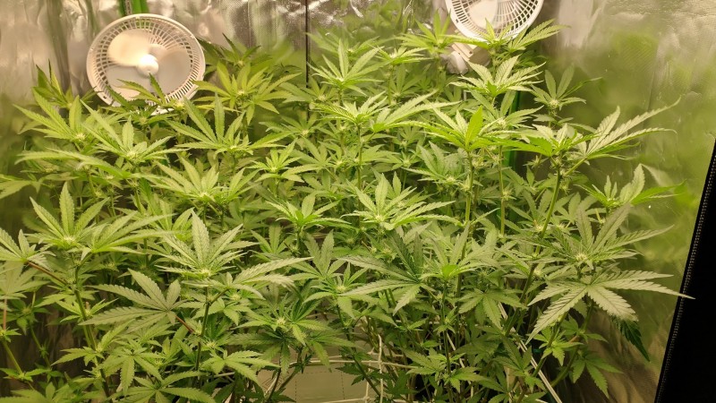 IMG_20210808_080516938_HDR