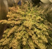 C5EAA2AD-B210-41FF-896D-5E3FF9565882