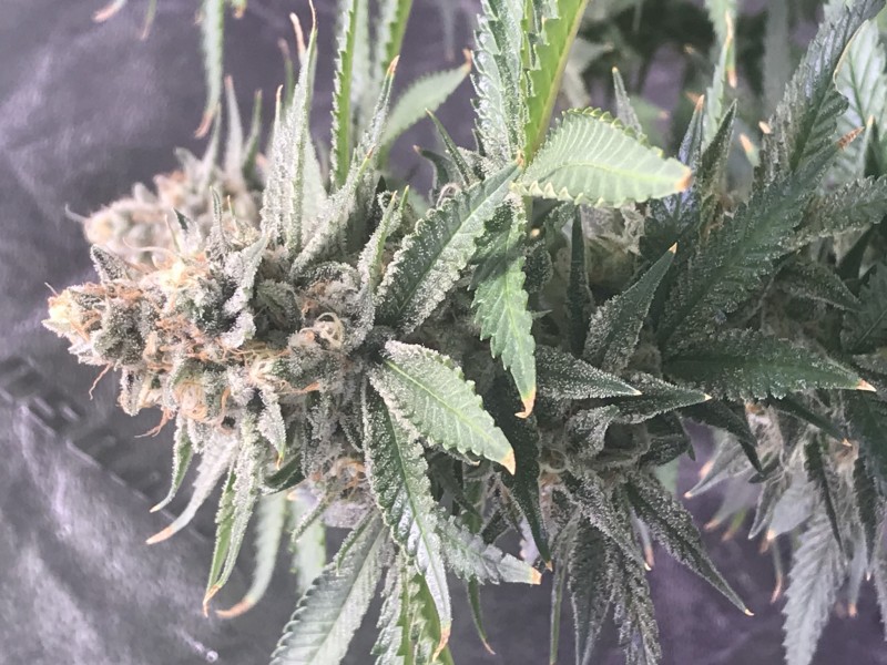 0936284E-8A3B-429B-9C66-559E81954E5E