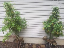 16287245306334881319714762299307