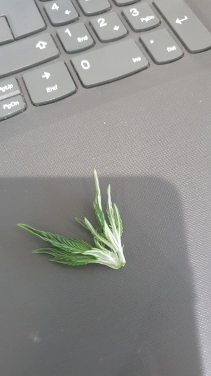 photo_2021-08-12_13-45-38