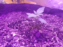 16288856855125006544409258395901