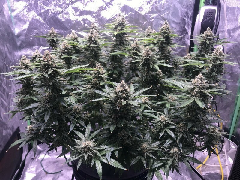 781C07E3-4339-42C9-AE45-B7A906373125