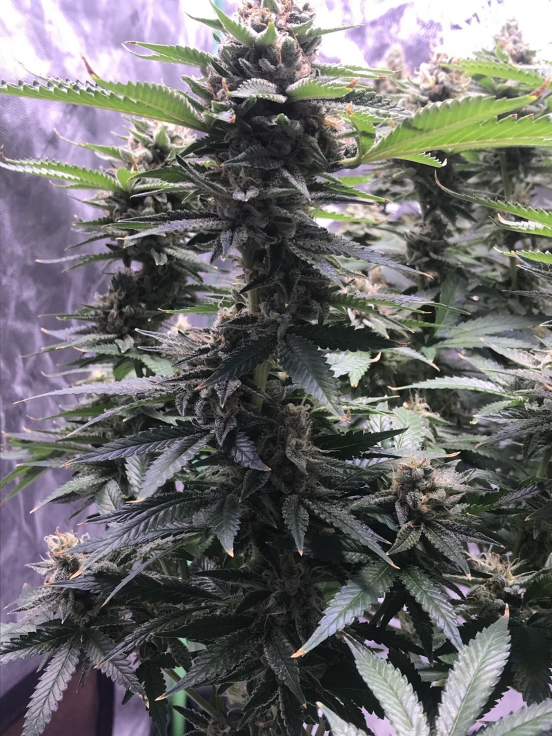 74281DAE-D82F-40A6-AF34-9A06339640B5